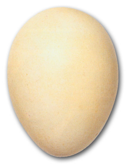 http://www.asby.com.sg/image/EGG.jpg